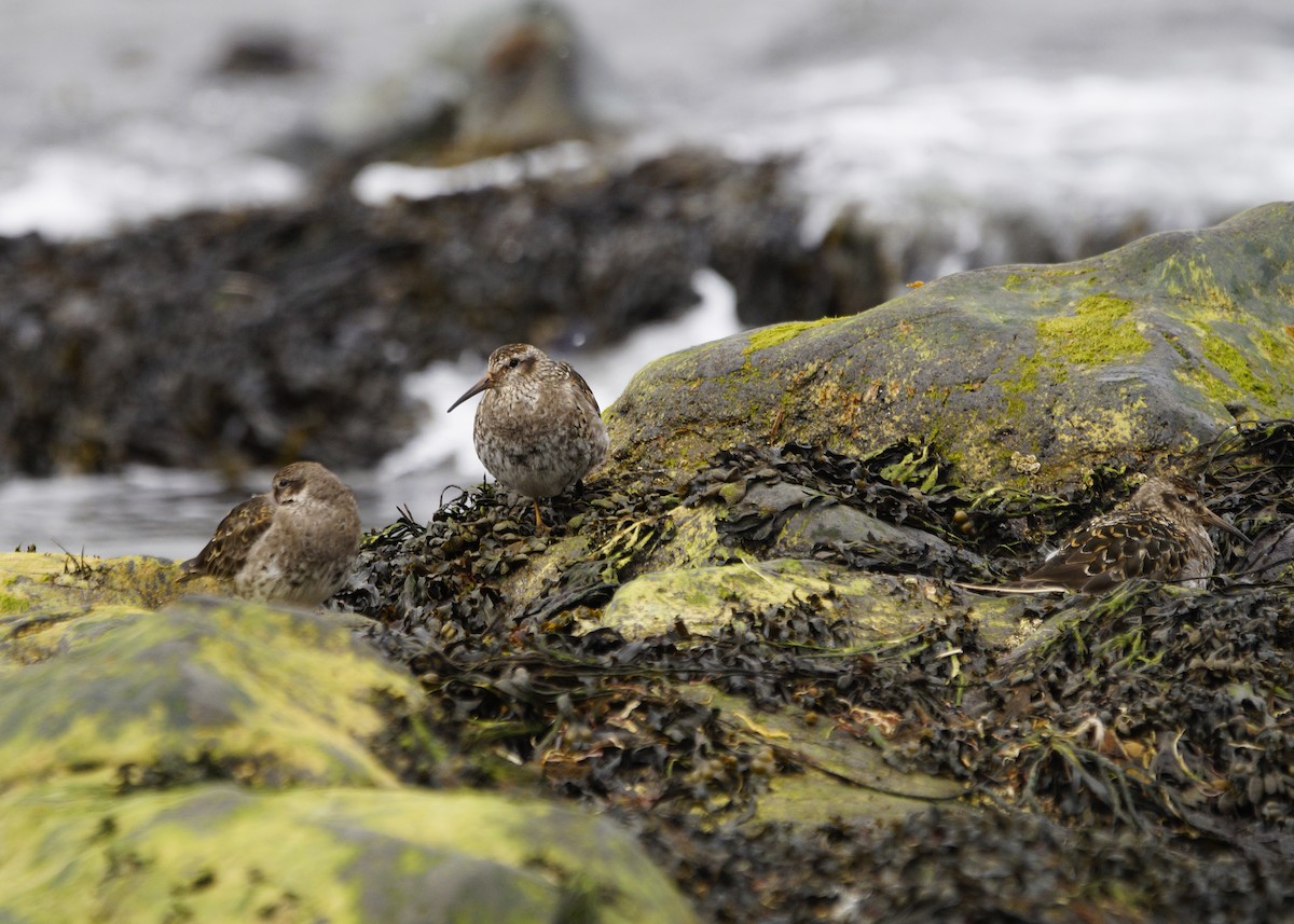 Purple Sandpiper - ML476775001