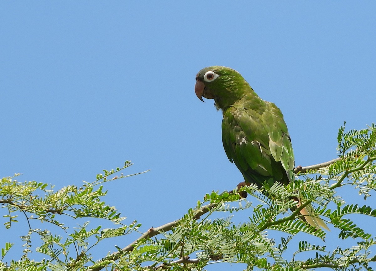 Blue-crowned Parakeet - ML476775101