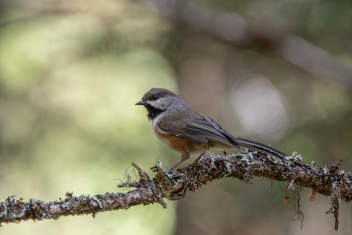 Boreal Chickadee - ML476776211