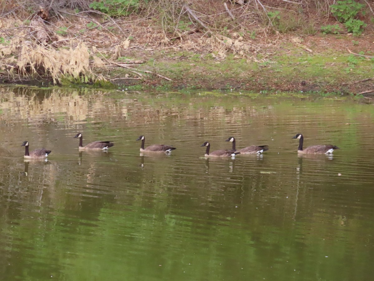 Canada Goose - ML476776231