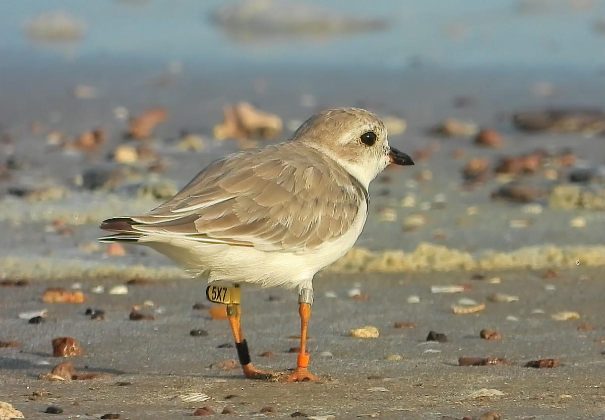Piping Plover - ML476776551