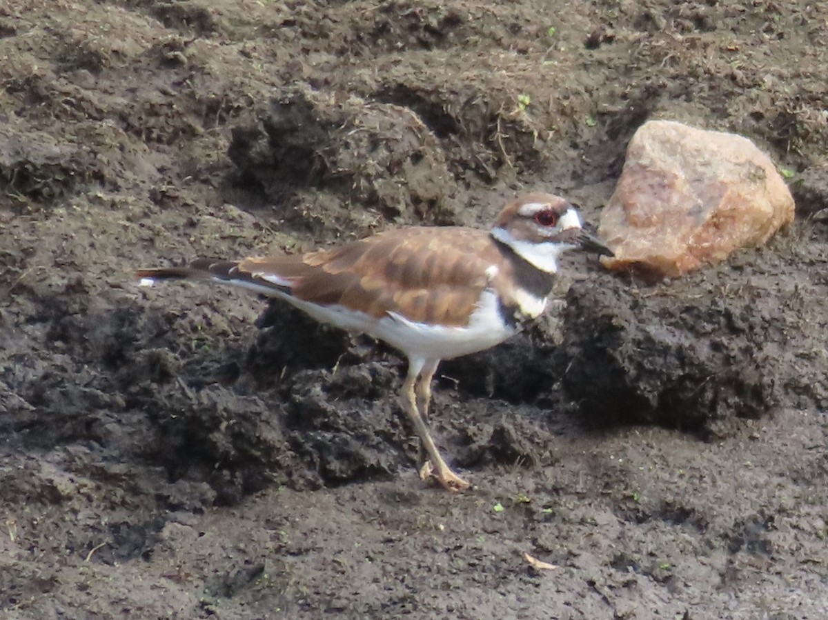 Killdeer - ML476776631