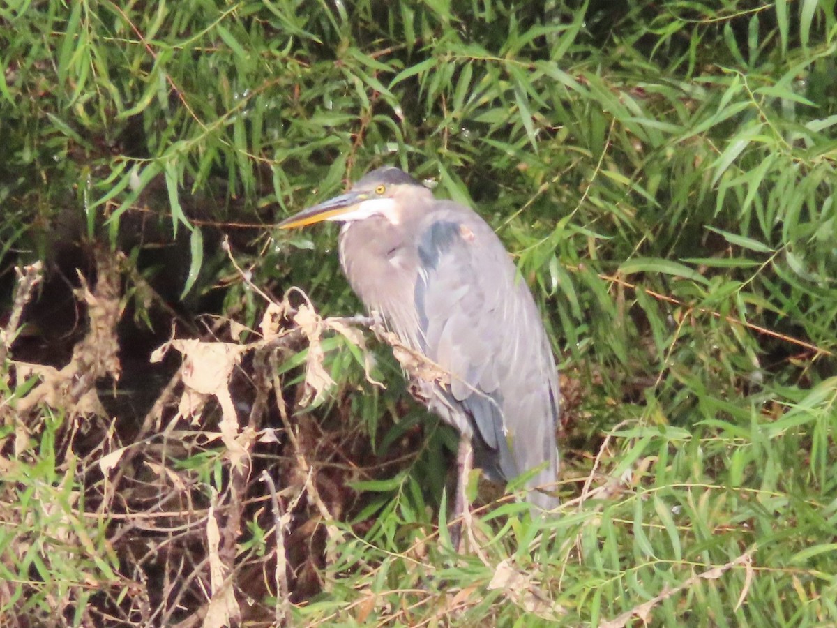 Great Blue Heron - ML476776721