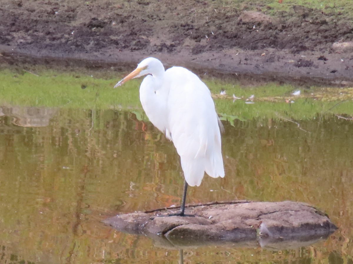 Great Egret - ML476776991