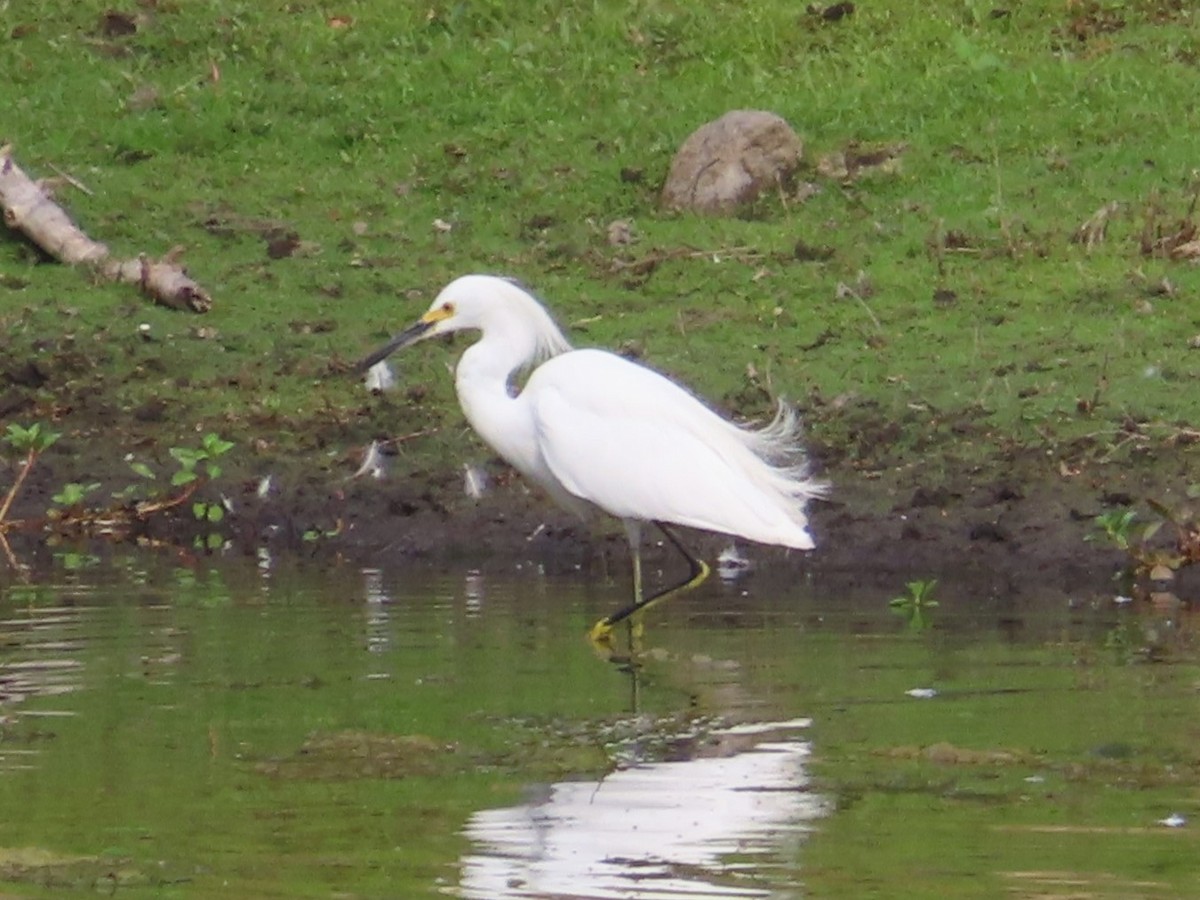 Snowy Egret - ML476777121