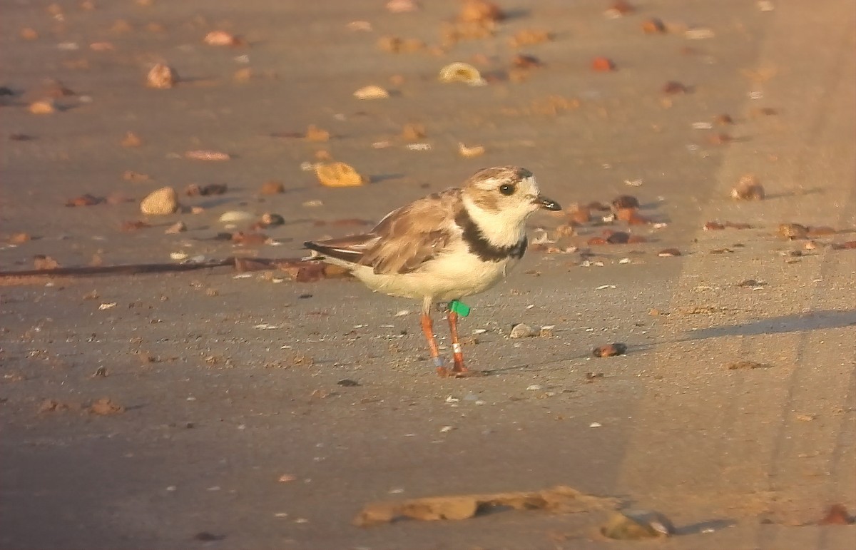 Piping Plover - ML476777181