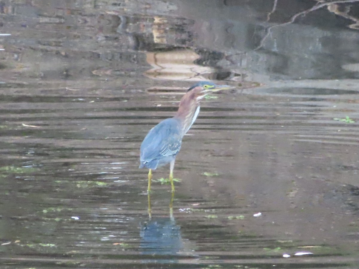 Green Heron - ML476777271