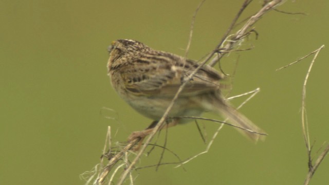 Grasshopper Sparrow - ML476779
