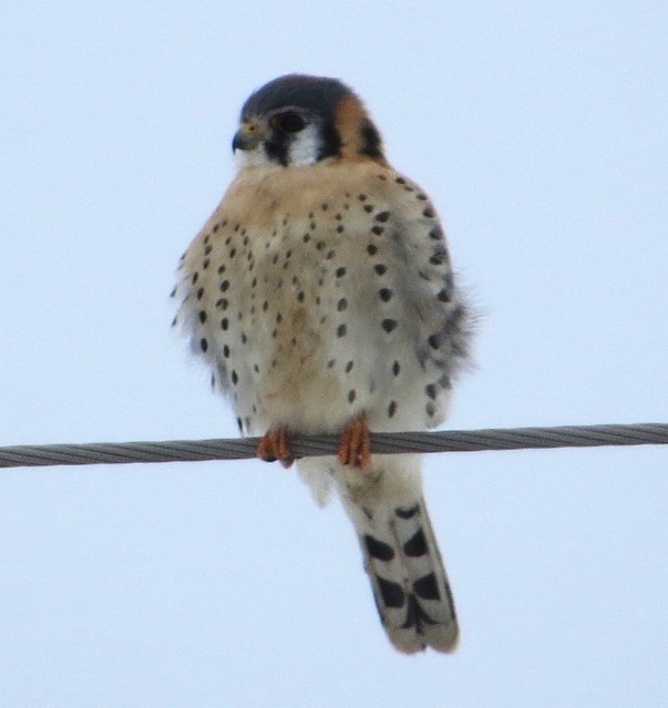 American Kestrel - ML47677901