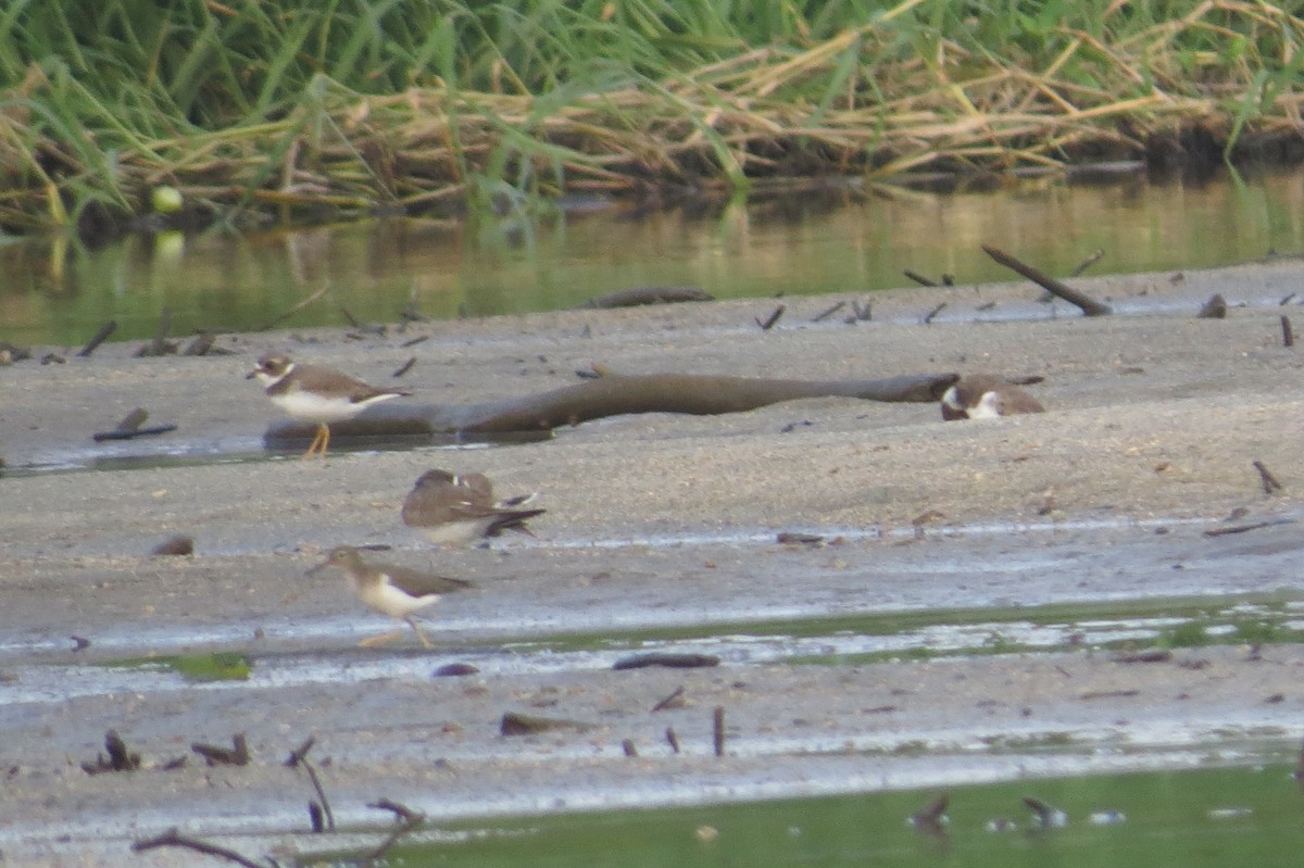 Semipalmated Plover - ML47678131