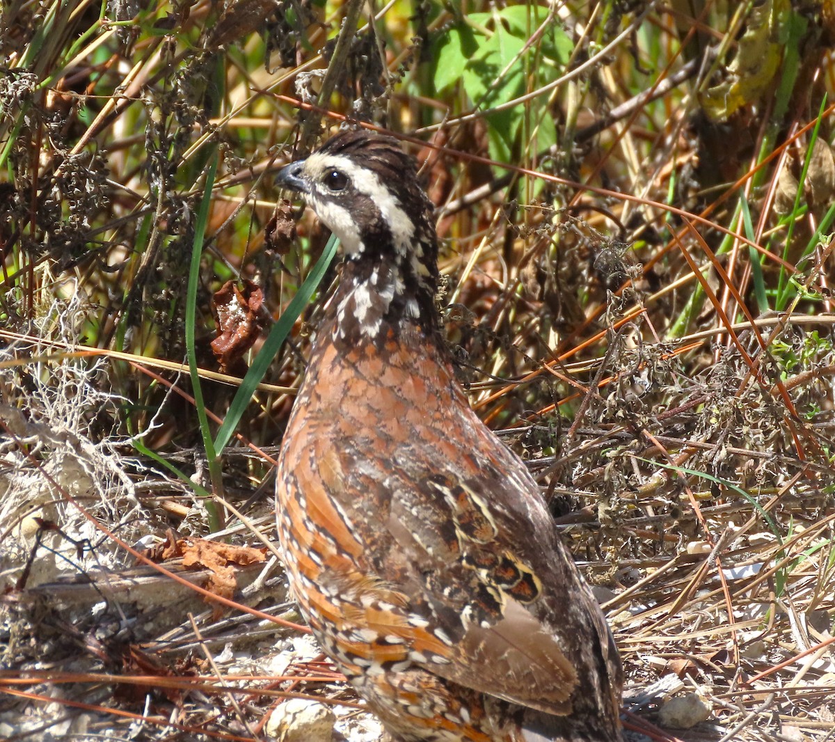 Northern Bobwhite - Tom Obrock