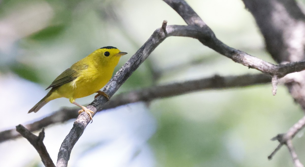 Wilson's Warbler - ML476783271