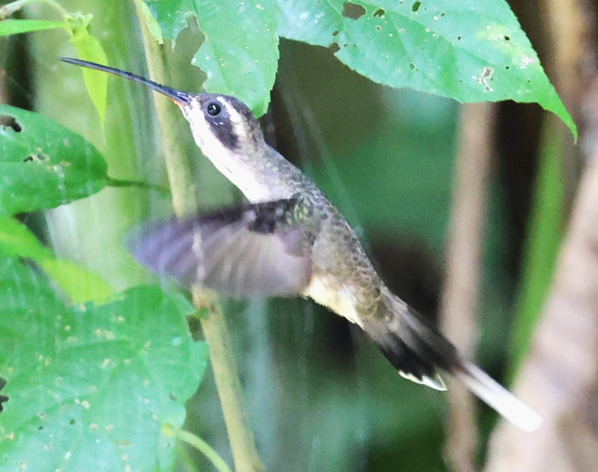 kolibřík světlebřichý - ML476783301