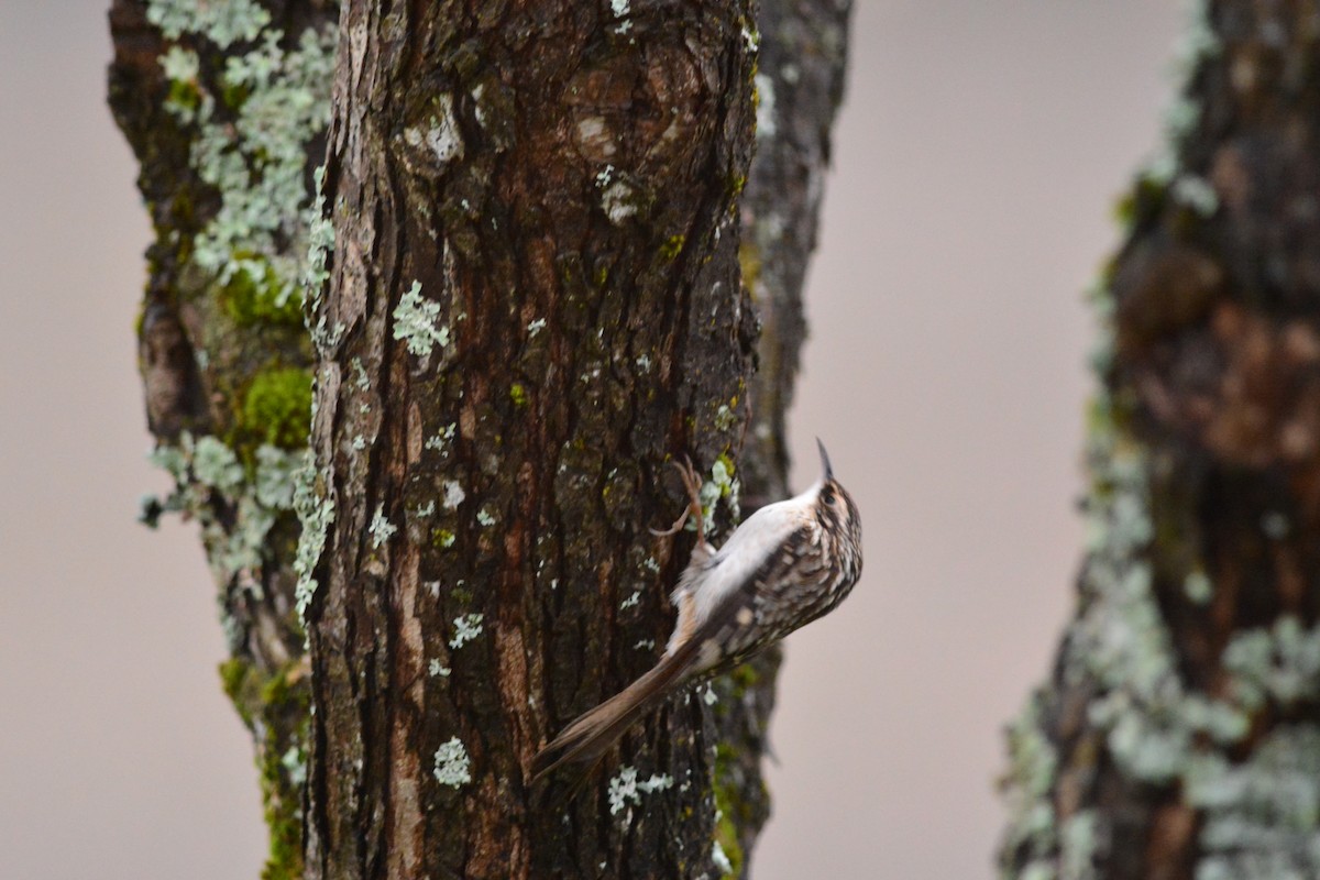 Brown Creeper - ML47678371