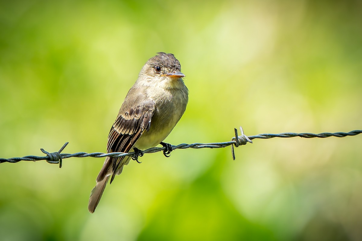 Northern Tropical Pewee - ML476783801