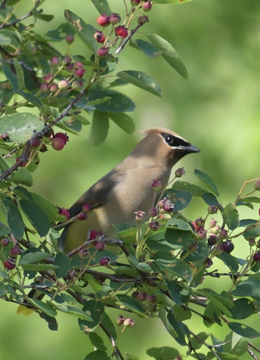 Cedar Waxwing - ML476784091