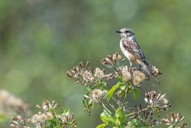 Stejnegerschwarzkehlchen - ML47678421