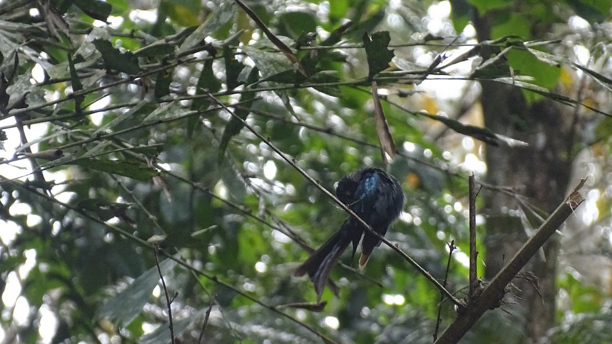 Bronzed Drongo - Gayathri Selvaraj