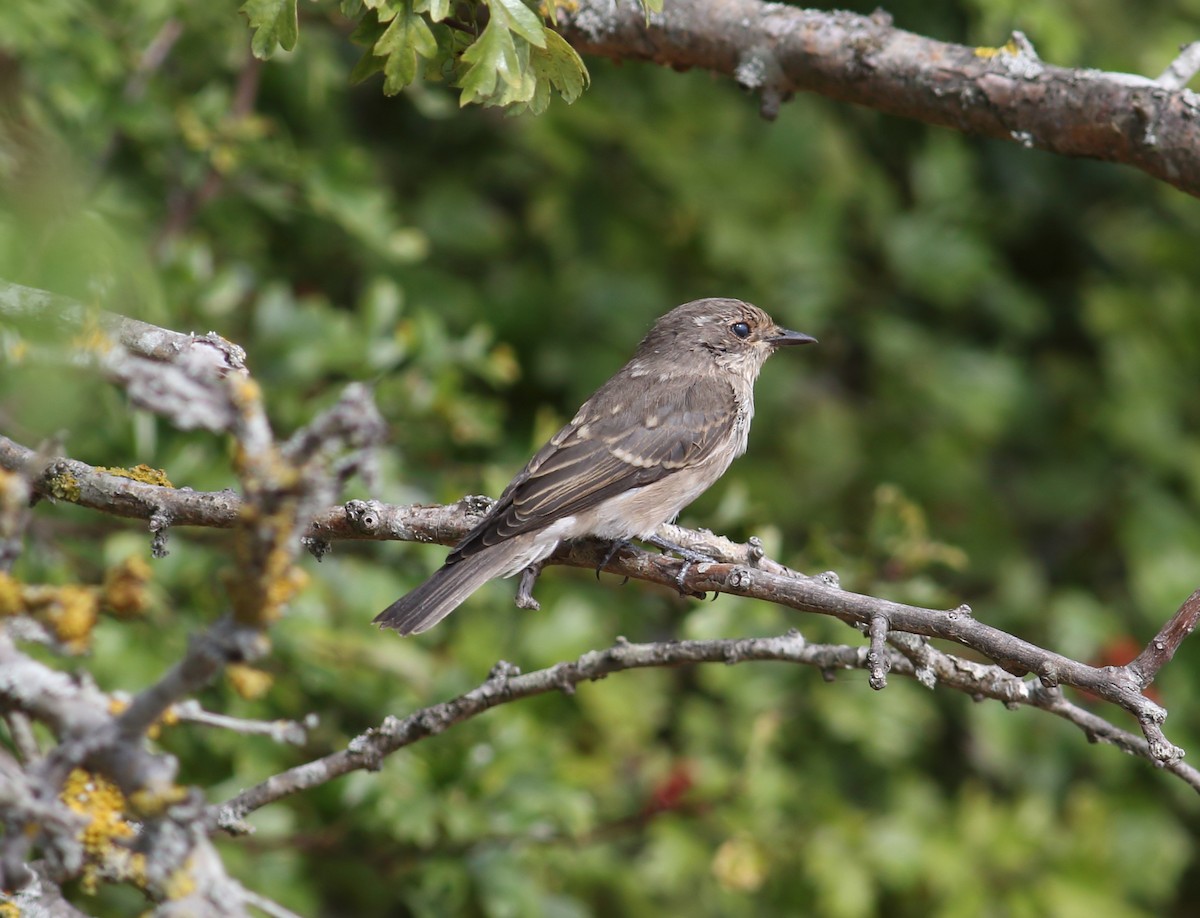 Spotted Flycatcher - James Porter