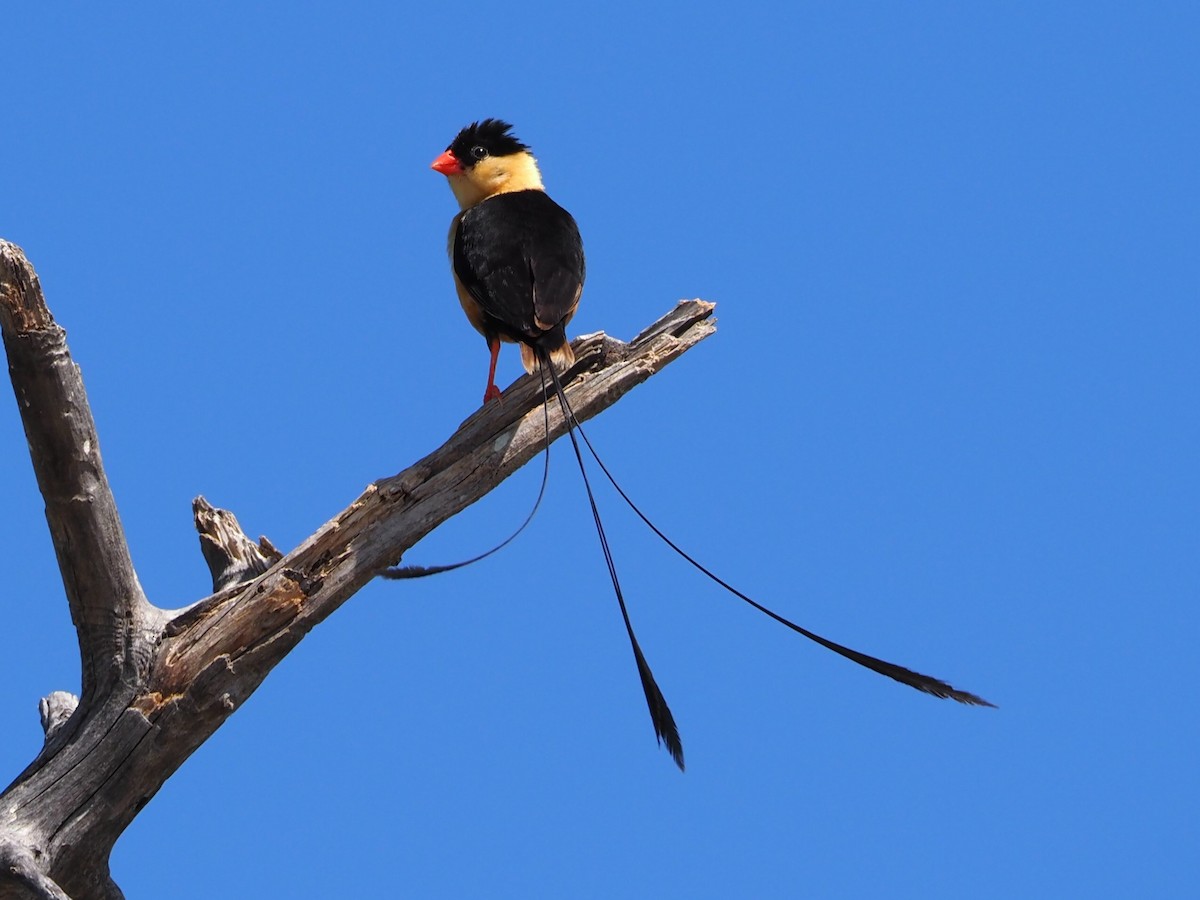 Shaft-tailed Whydah - ML476786701