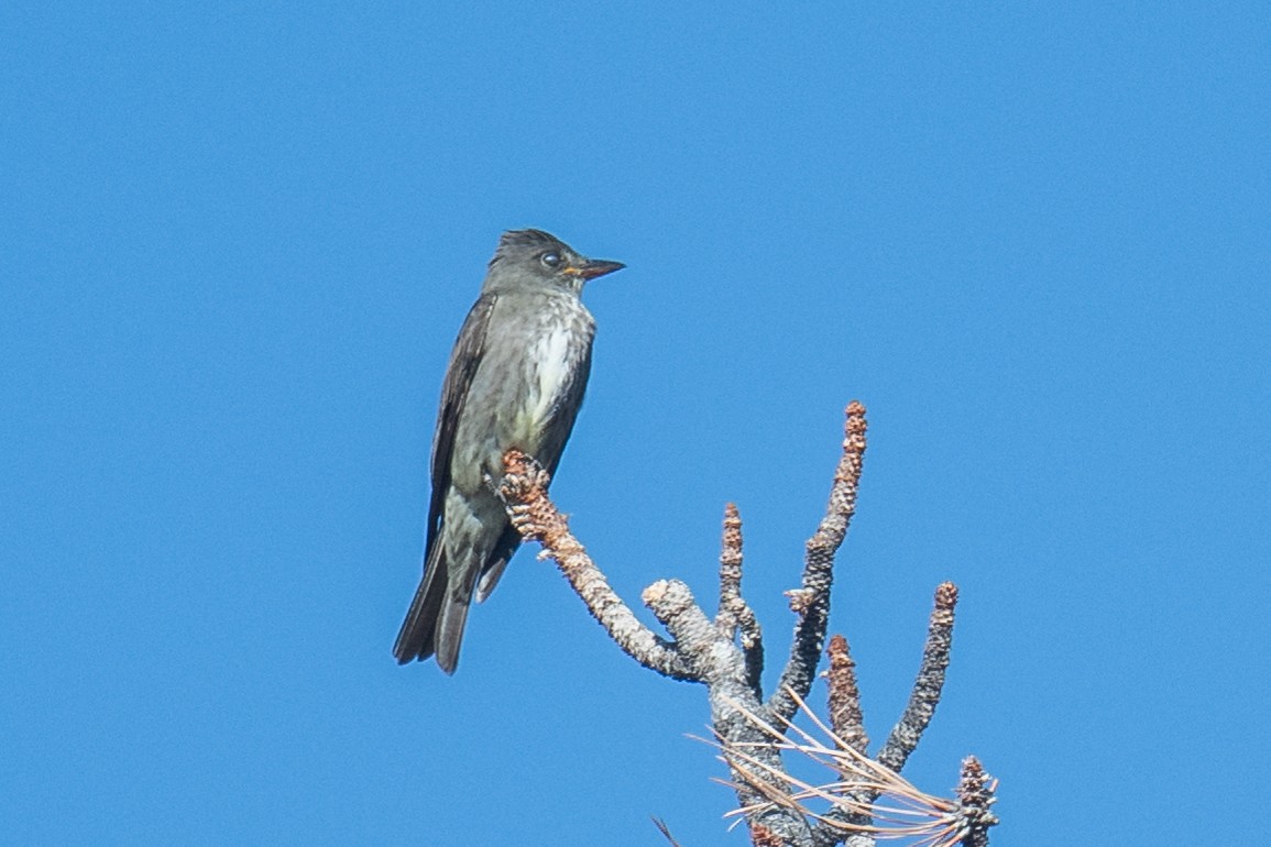 Olive-sided Flycatcher - ML476788501