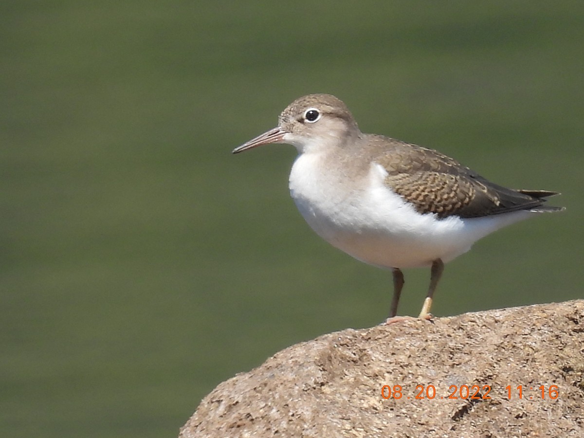 Spotted Sandpiper - ML476789271