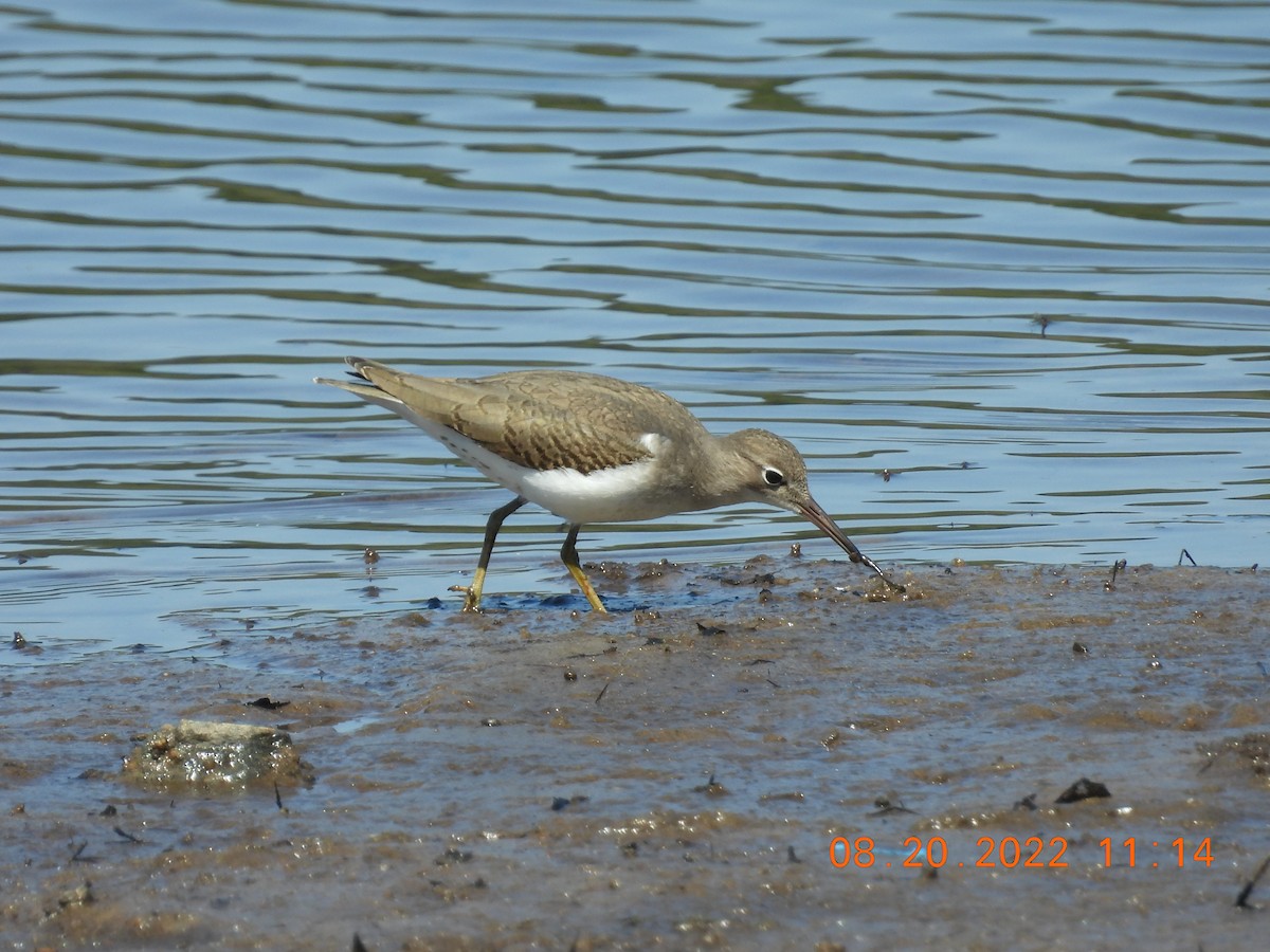 Spotted Sandpiper - ML476789281