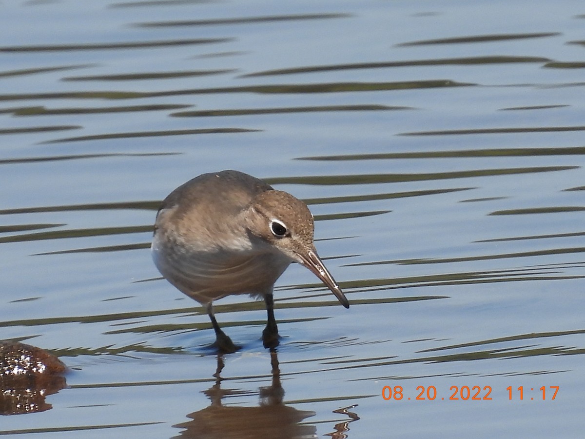 Spotted Sandpiper - ML476789291