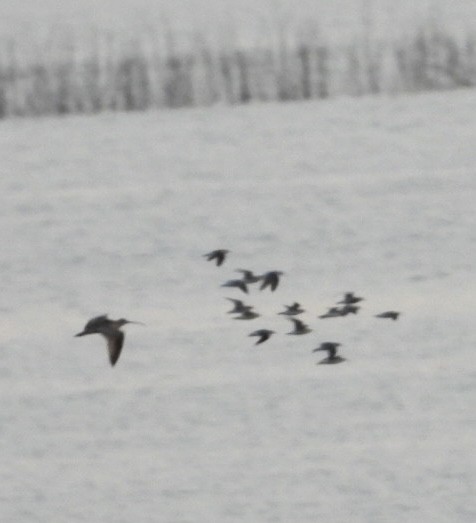 Long-billed Curlew - Christopher Daniels