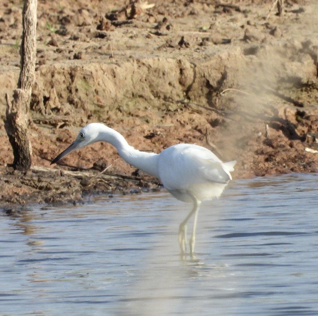 Little Blue Heron - ML476791031