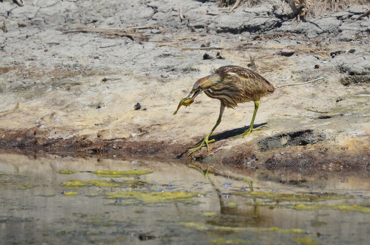 American Bittern - ML476792551