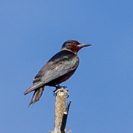 Lewis's Woodpecker - Philip Kline