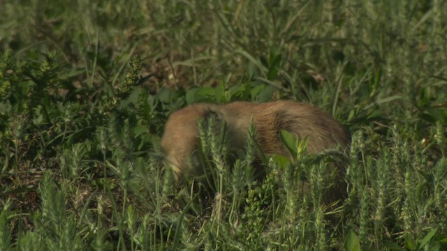 Arizona black-tailed prairie dog - ML476795