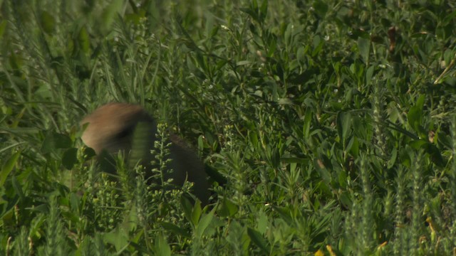 Arizona black-tailed prairie dog - ML476796