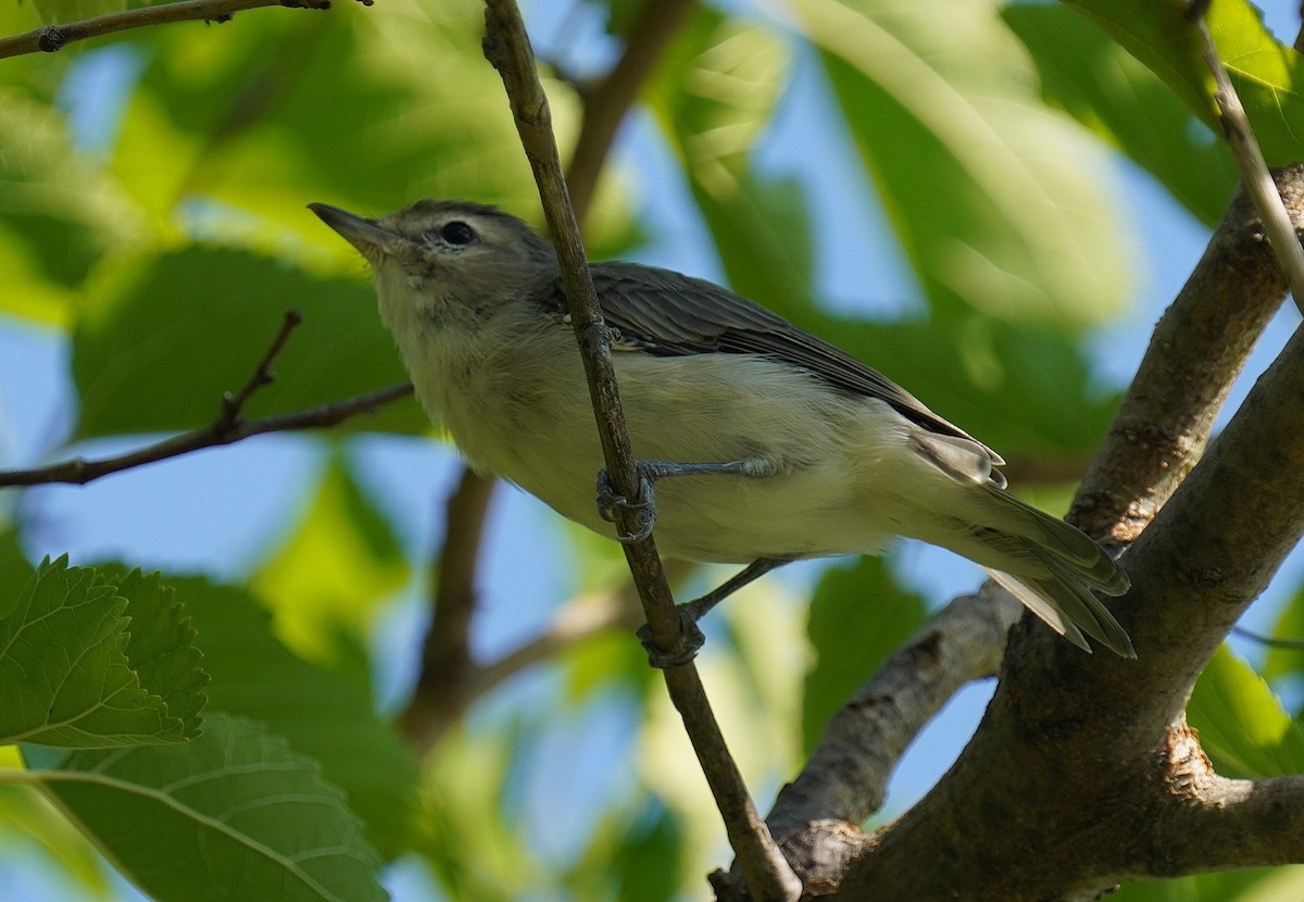 Warbling Vireo - ML476798081