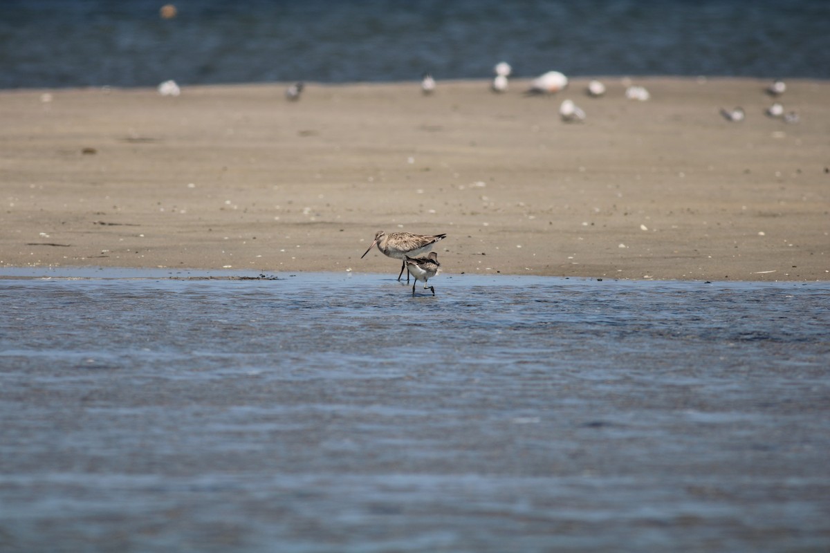 Bar-tailed Godwit - ML476798271