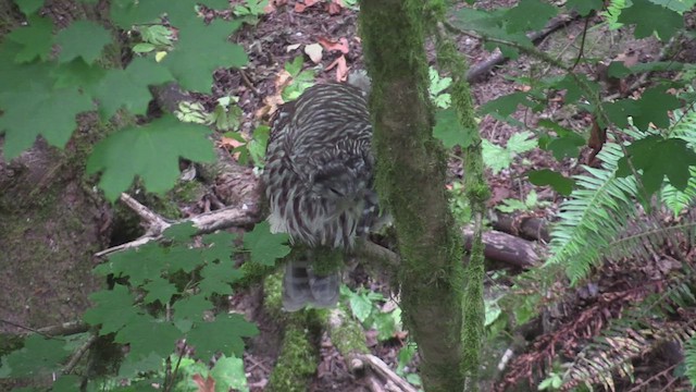 Barred Owl - ML476798641