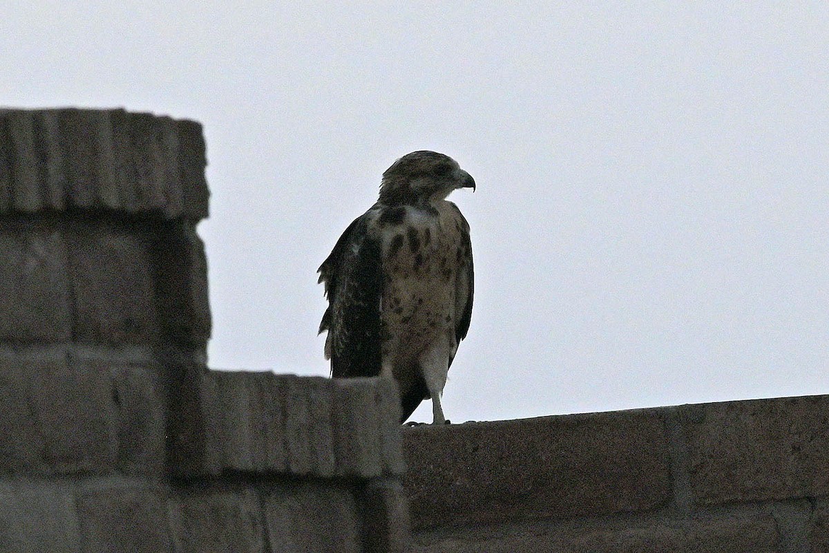 Swainson's Hawk - Marla Hibbitts