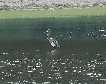 Tricolored Heron - ML476799821