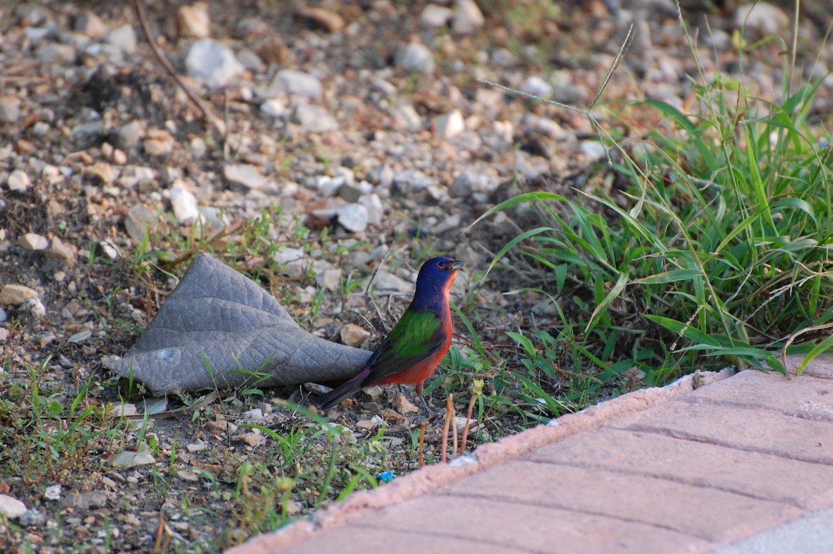 Painted Bunting - ML476801781