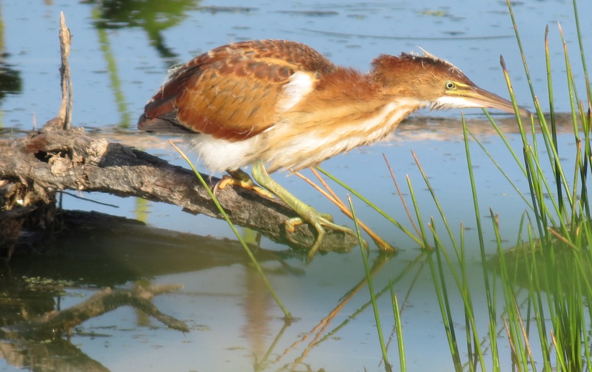 Least Bittern - ML476801861