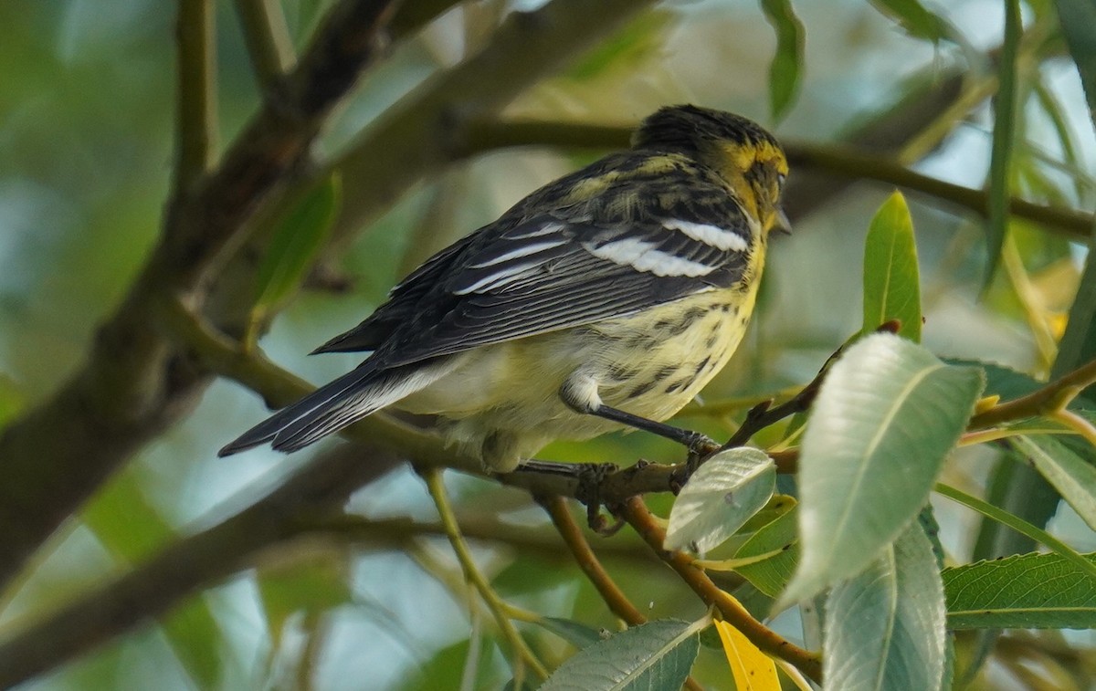 Blackburnian Warbler - Dennis Mersky