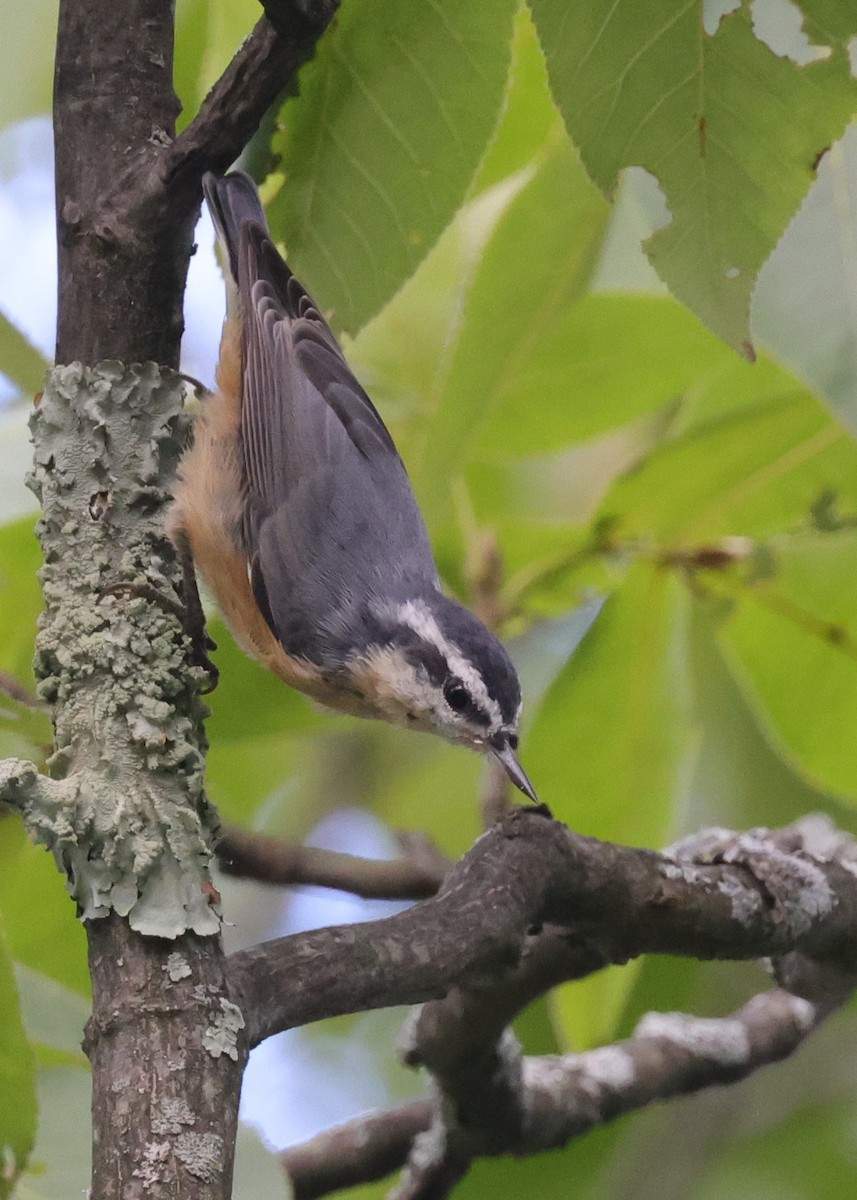 Red-breasted Nuthatch - ML476802671