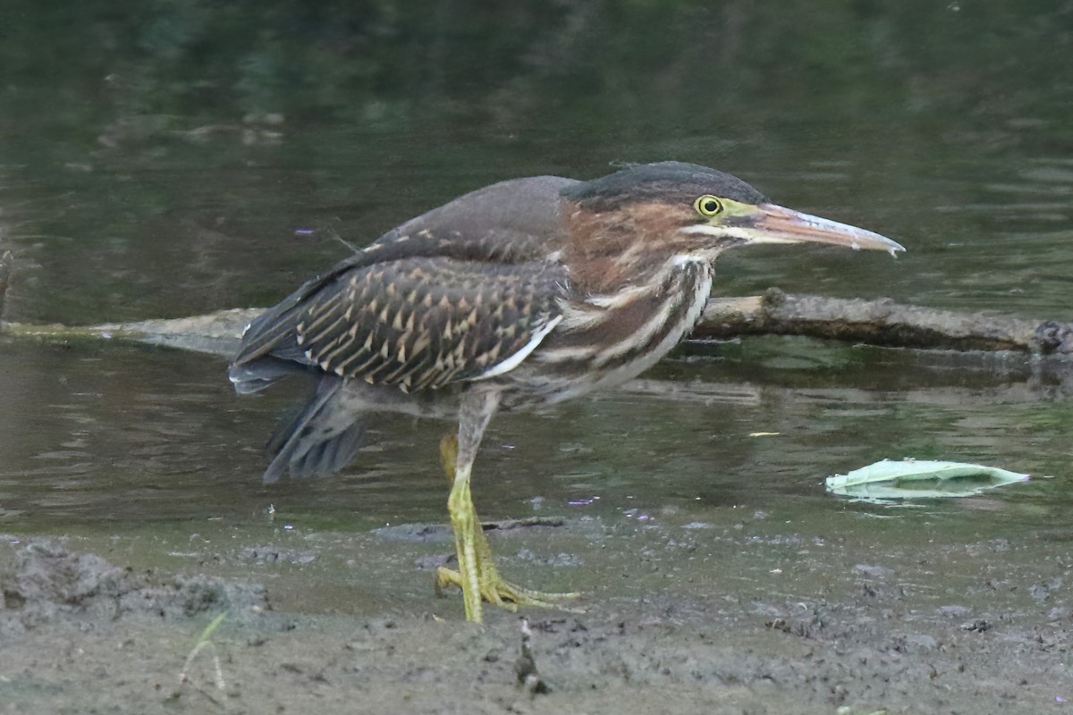 Green Heron - ML476805601