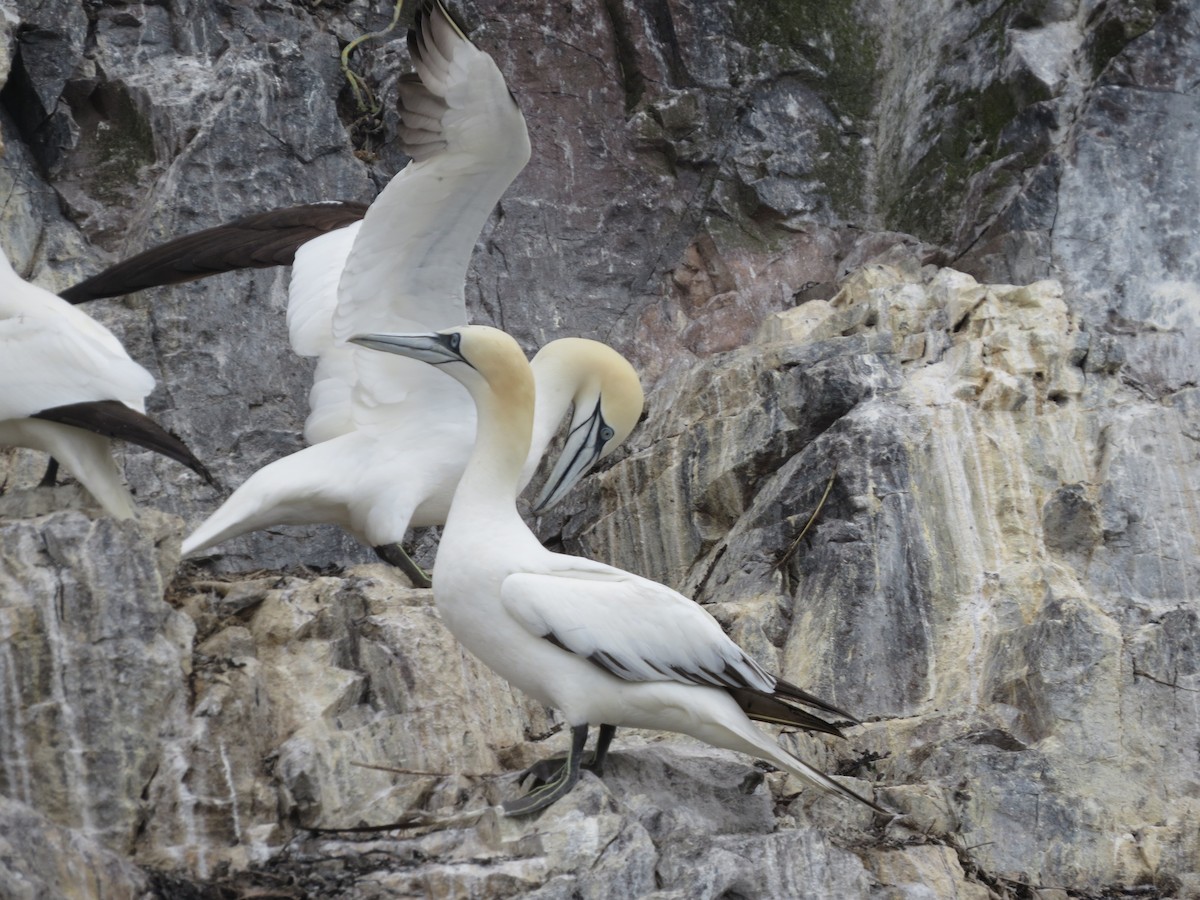 Northern Gannet - Kevin Nick