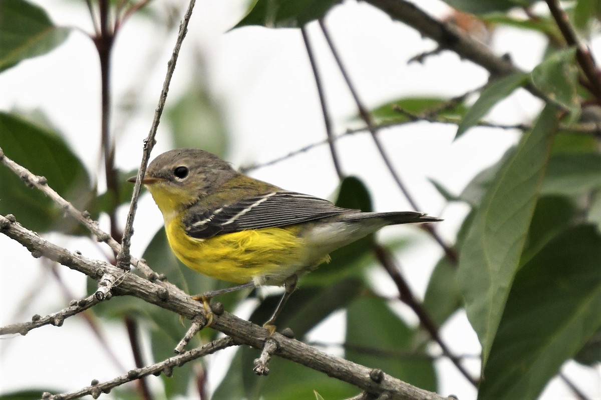 Magnolia Warbler - ML476807171