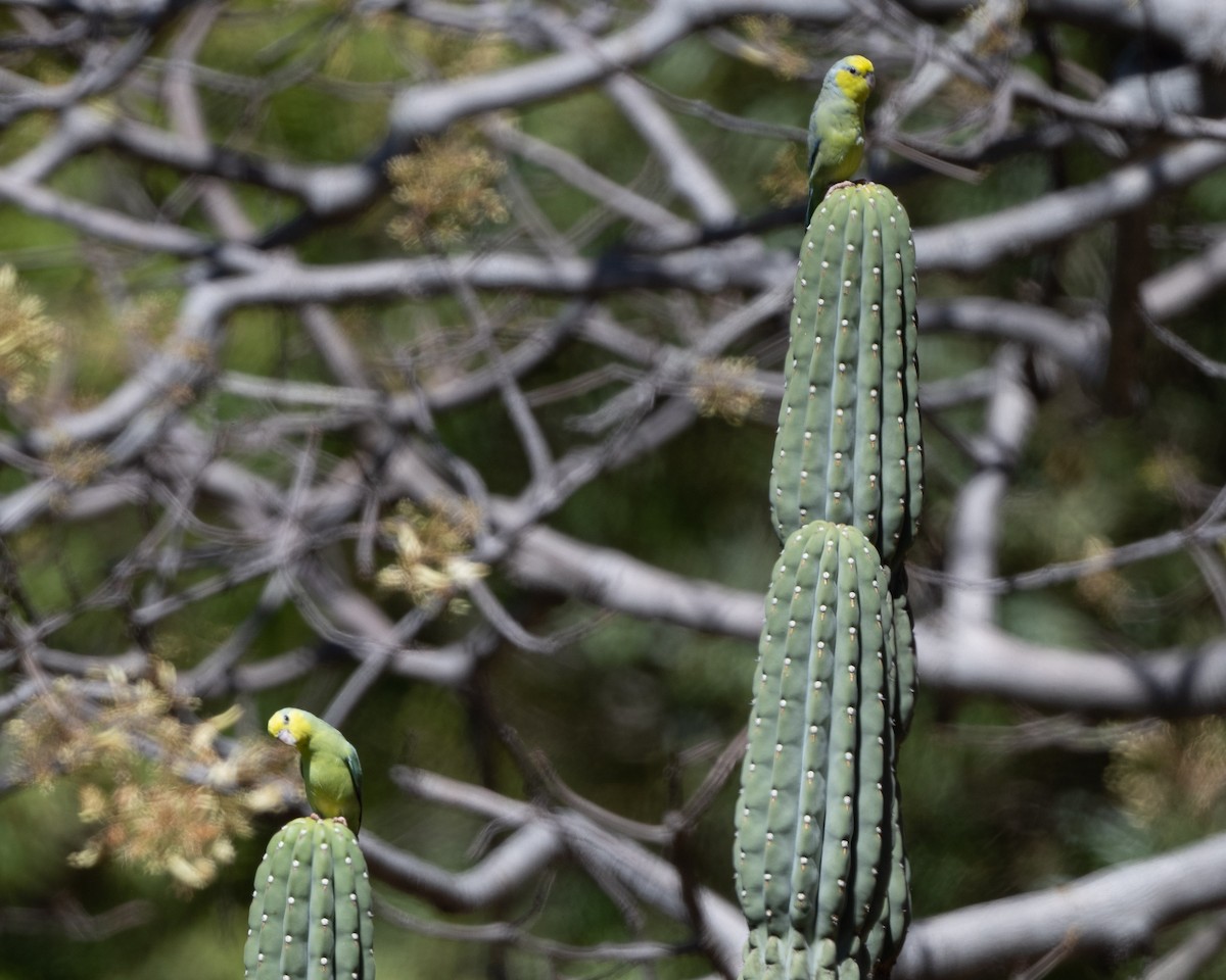 Cotorrita Carigualda - ML476807911