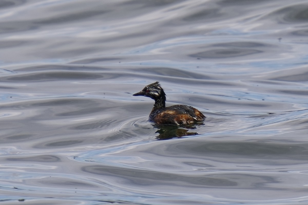 White-tufted Grebe - Holger Teichmann