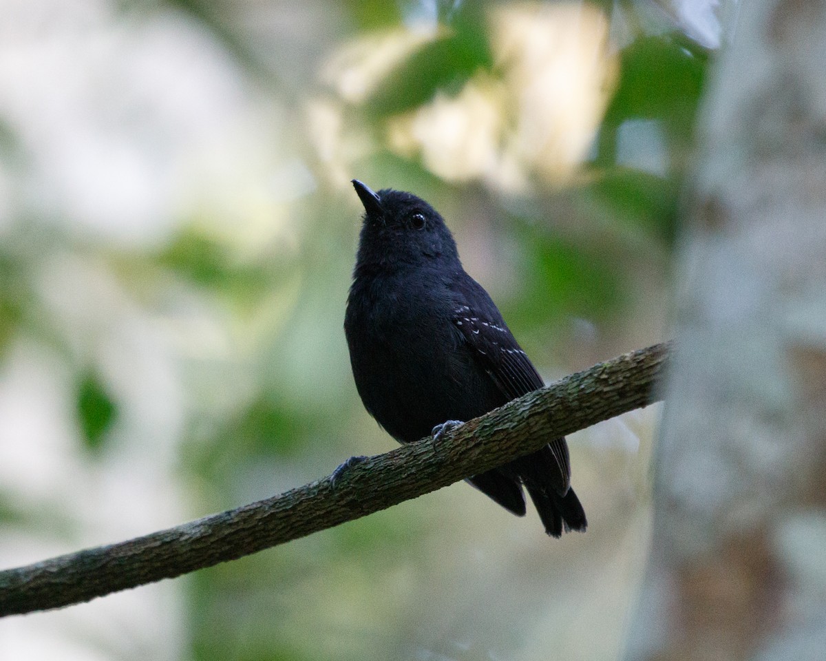 Plumbeous Antvireo - ML476810031