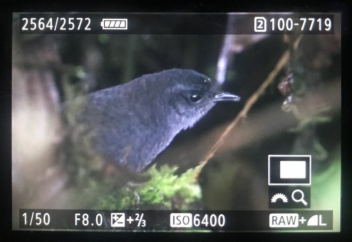 Choco Tapaculo - ML476810281